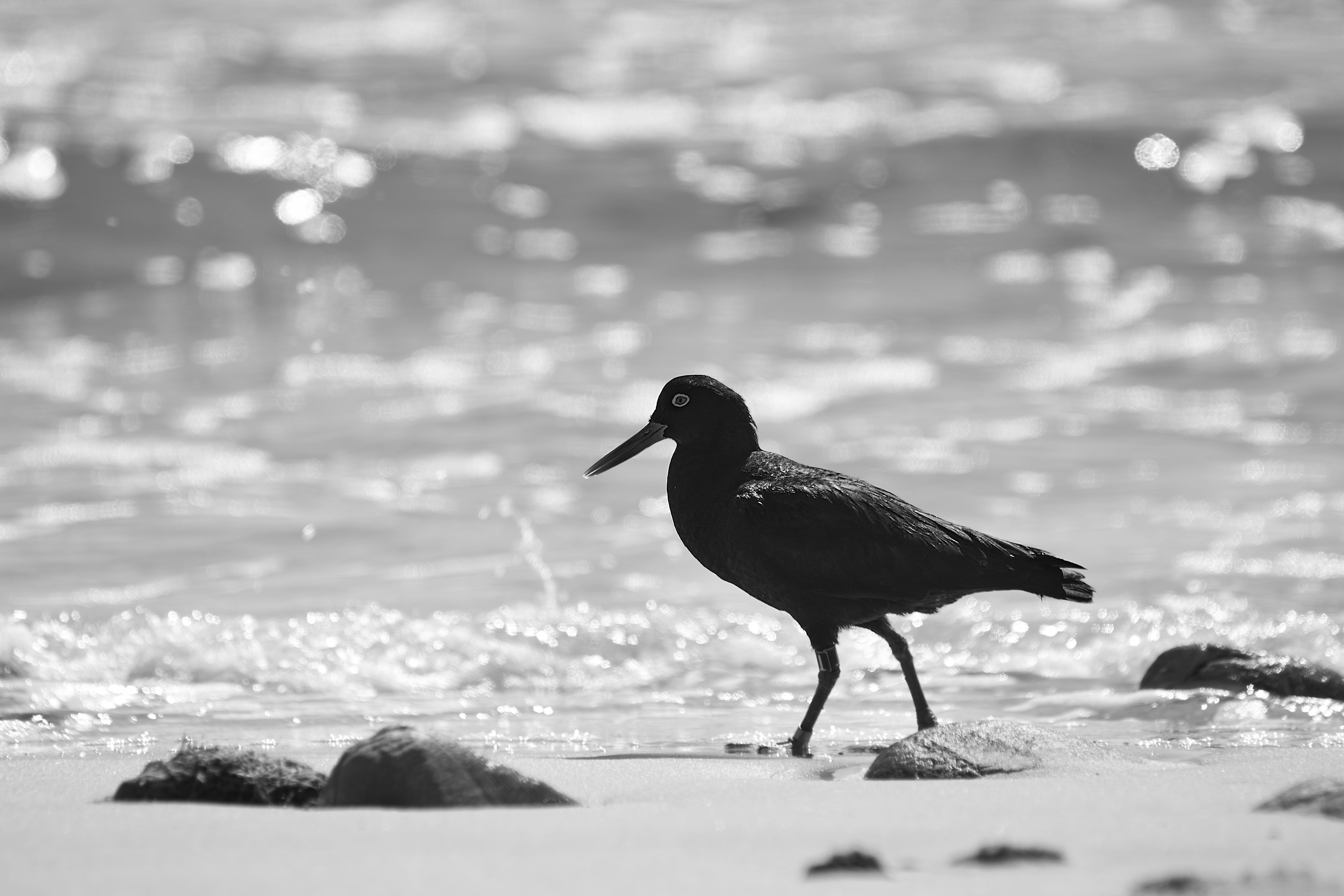 Photo by wolfgang_hasselmann