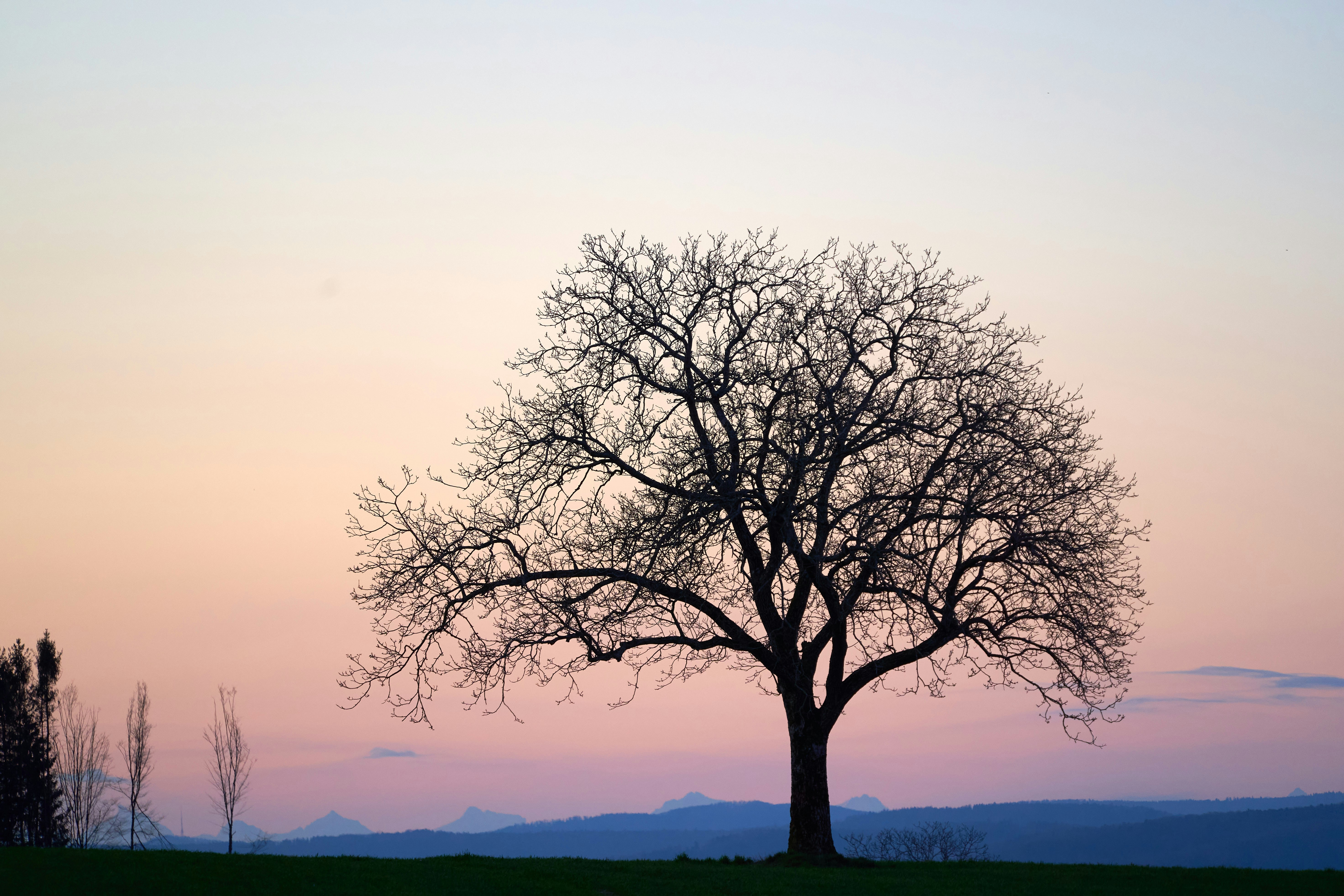 Photo by wolfgang_hasselmann