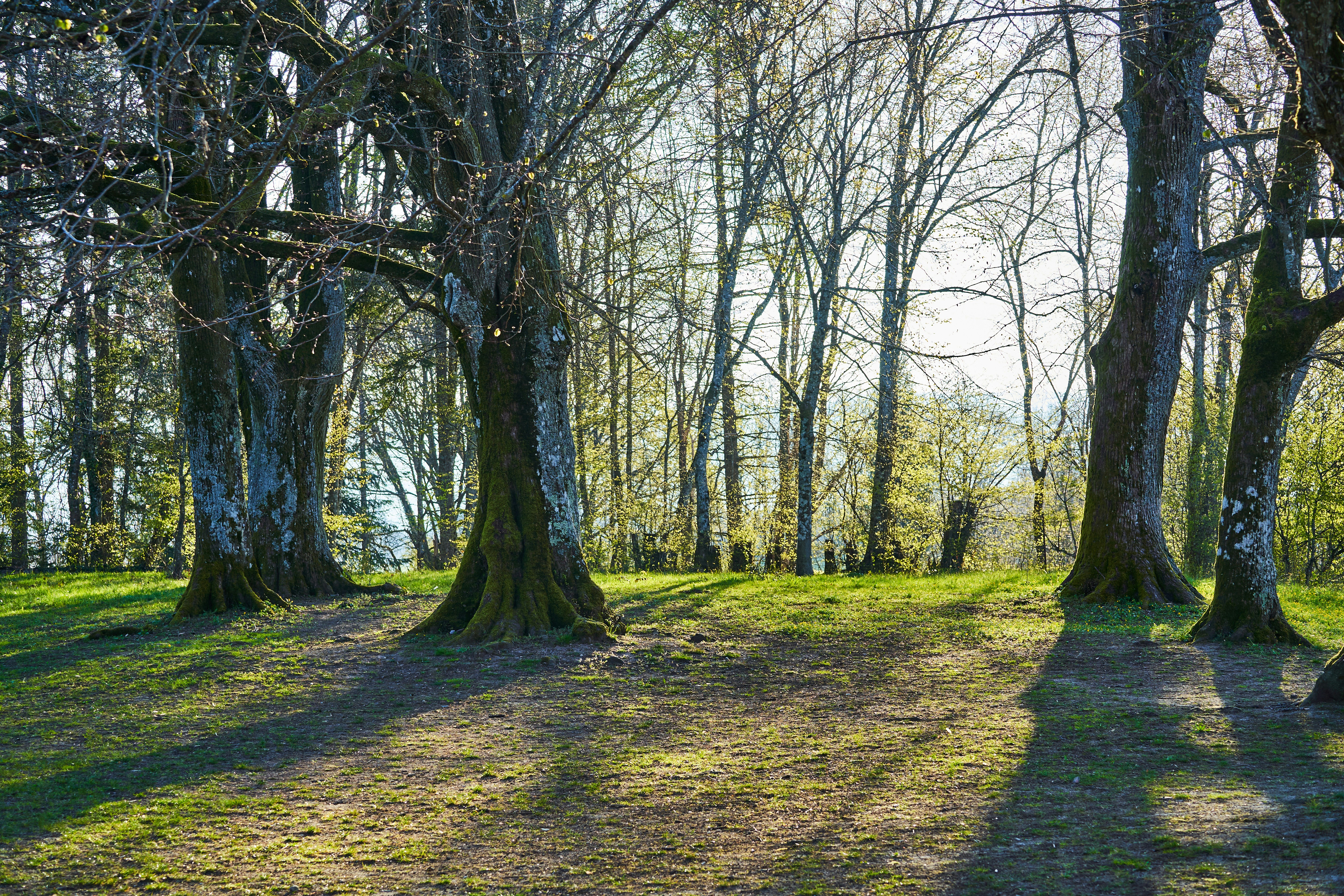 Photo by wolfgang_hasselmann