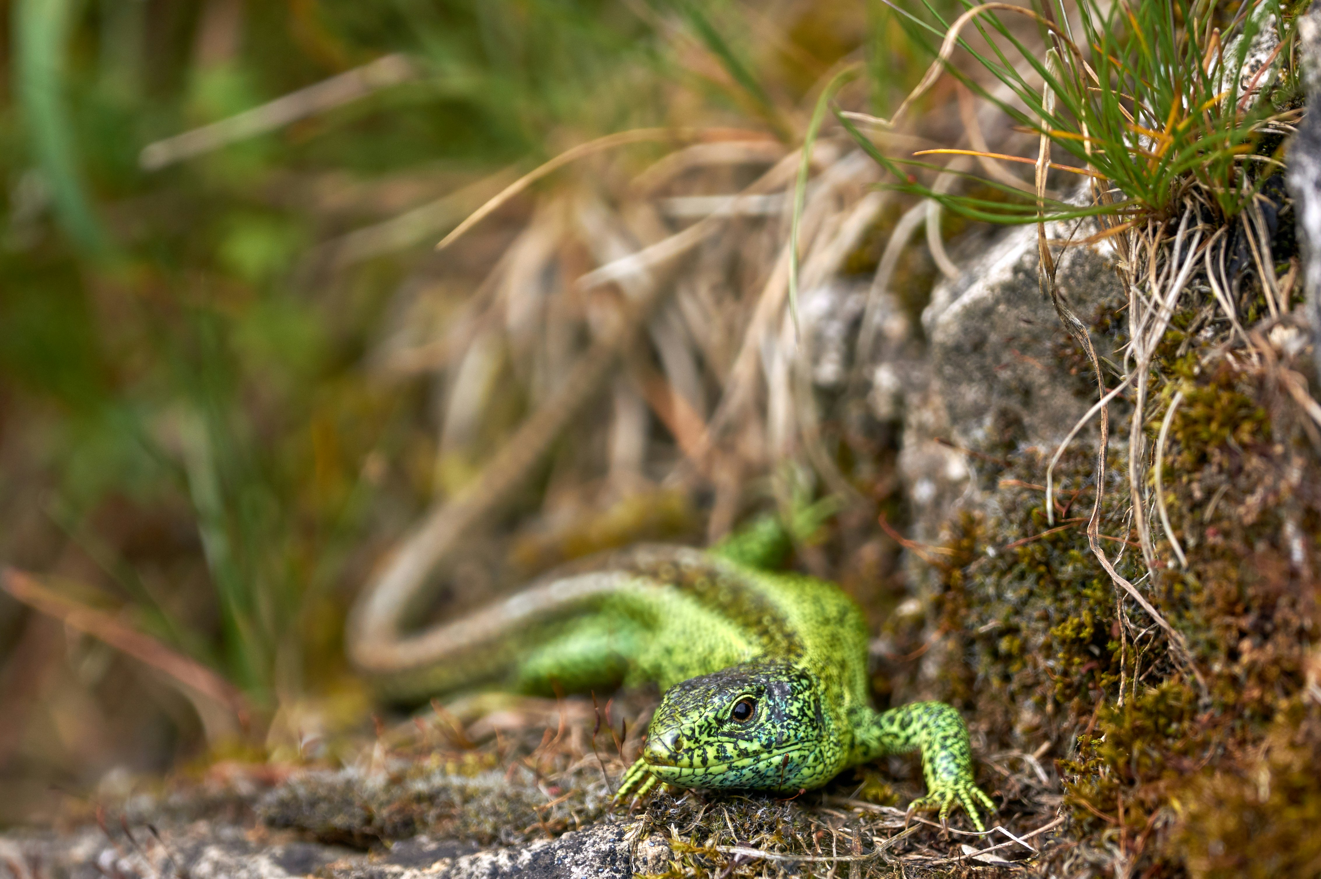 Photo by wolfgang_hasselmann