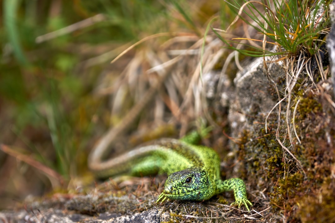 green lizard on brown rock