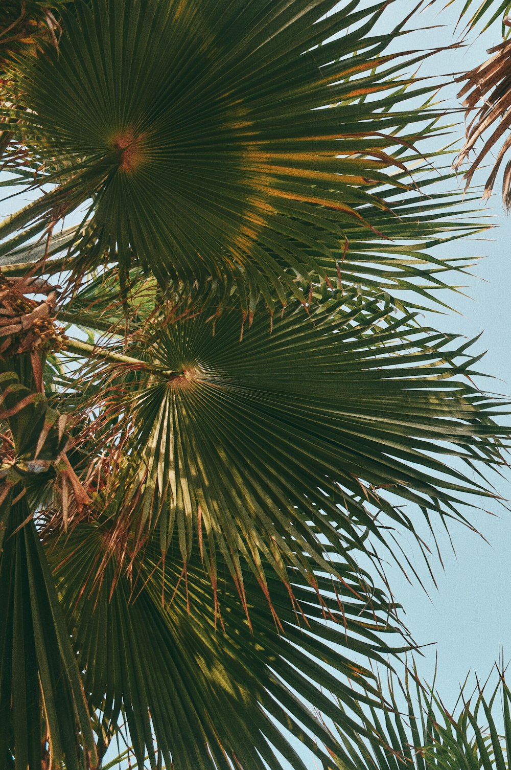 green palm tree under blue sky during daytime