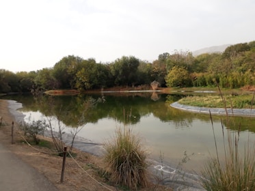 A serene pond surrounded by lush greenery after expert repair work.