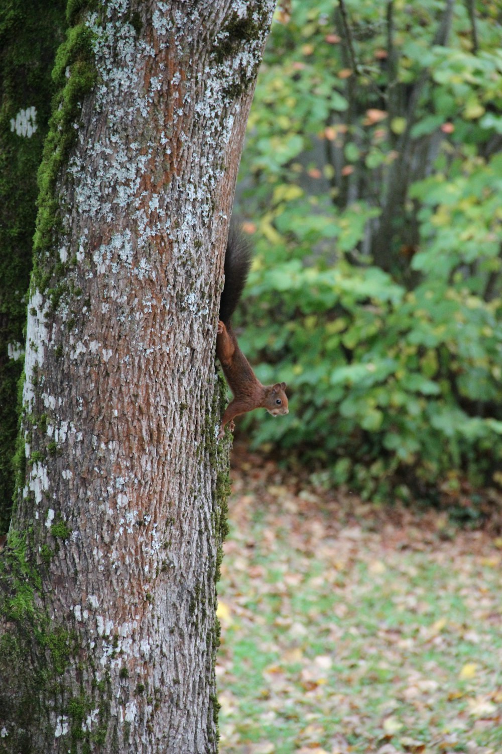 brown squirrel on brown tree trunk during daytime