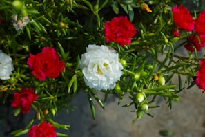 Bright mixed flower arrangement featuring reds, blues, and whites on a clean background.