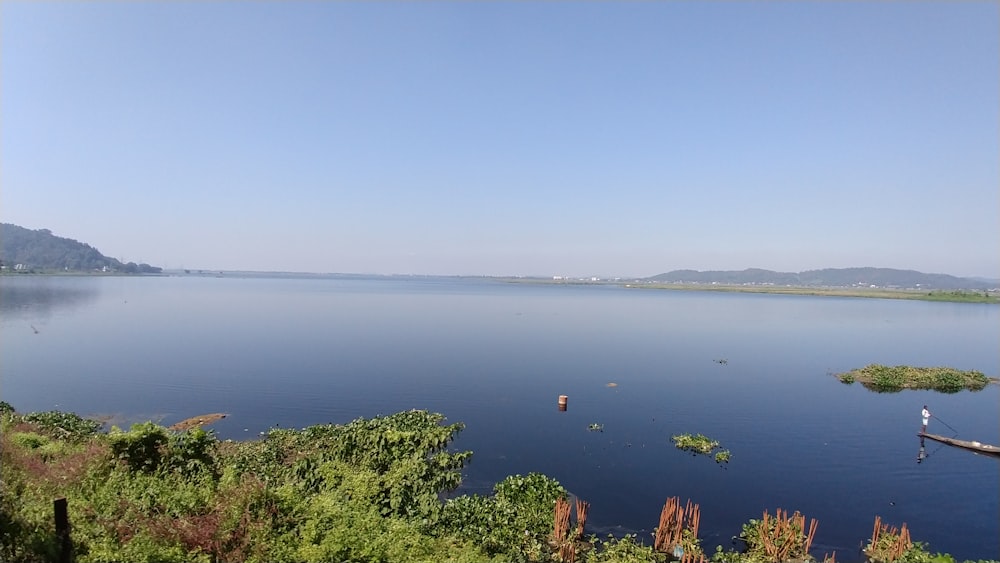 green trees near body of water during daytime