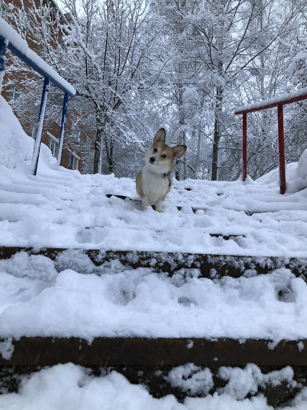 brown and white dog on snow covered ground during daytime