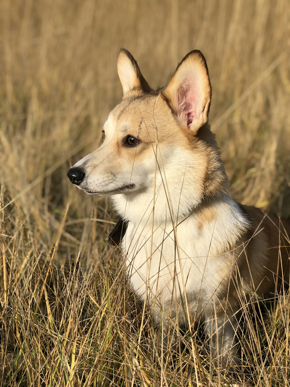 white and brown short coated dog on green grass during daytime