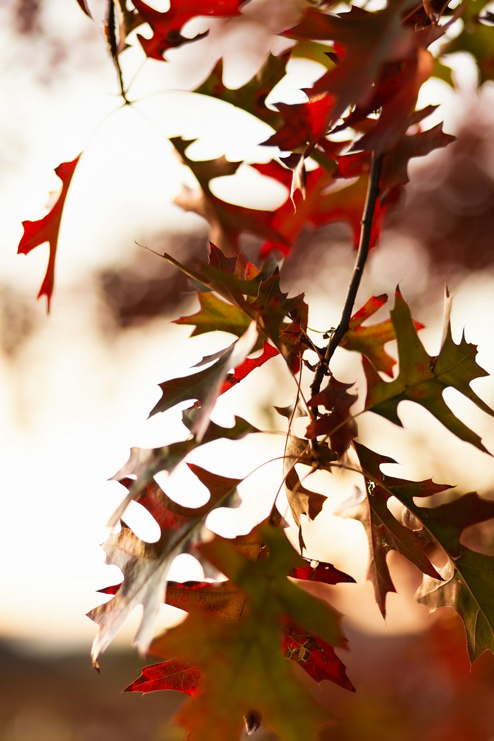 brown and red maple leaves