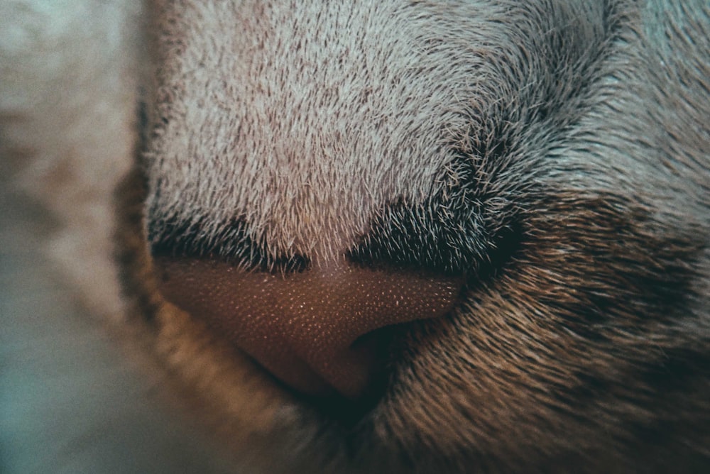 close up photo of white fur animal