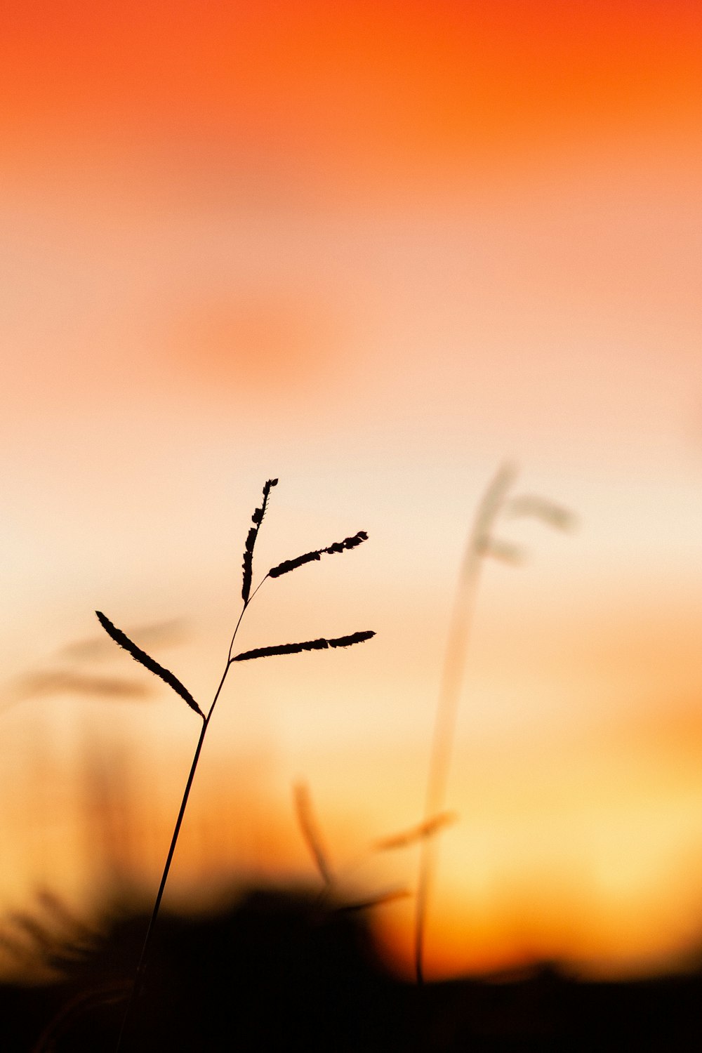 brown grass in tilt shift lens