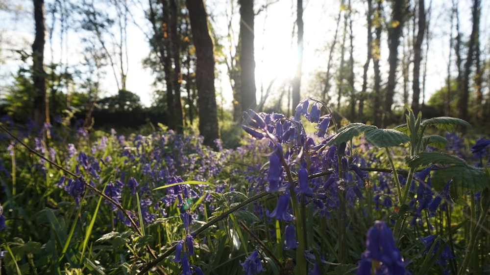 purple flower on green grass field during daytime