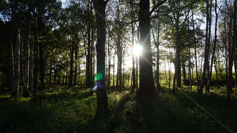 person in green jacket standing on forest during daytime