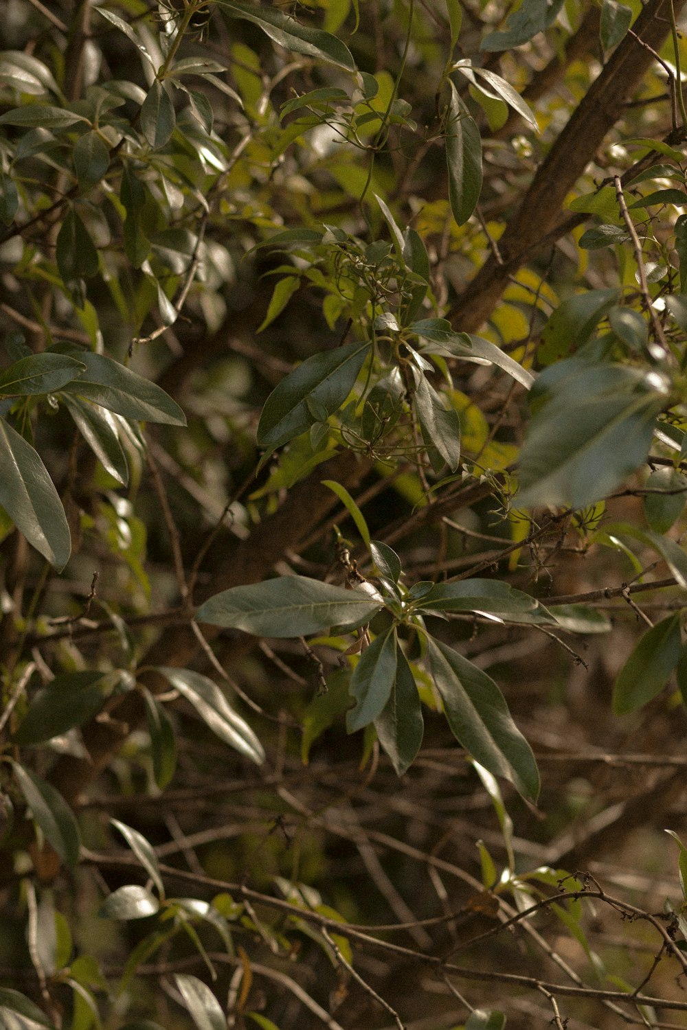 green leaves in close up photography