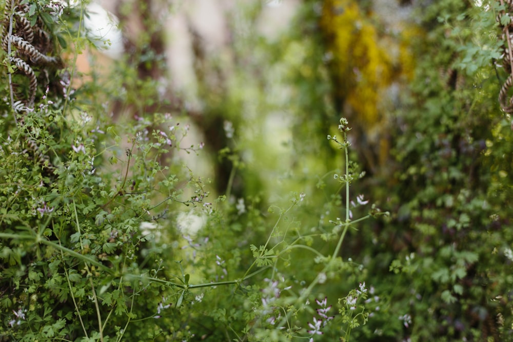 green and yellow plant during daytime