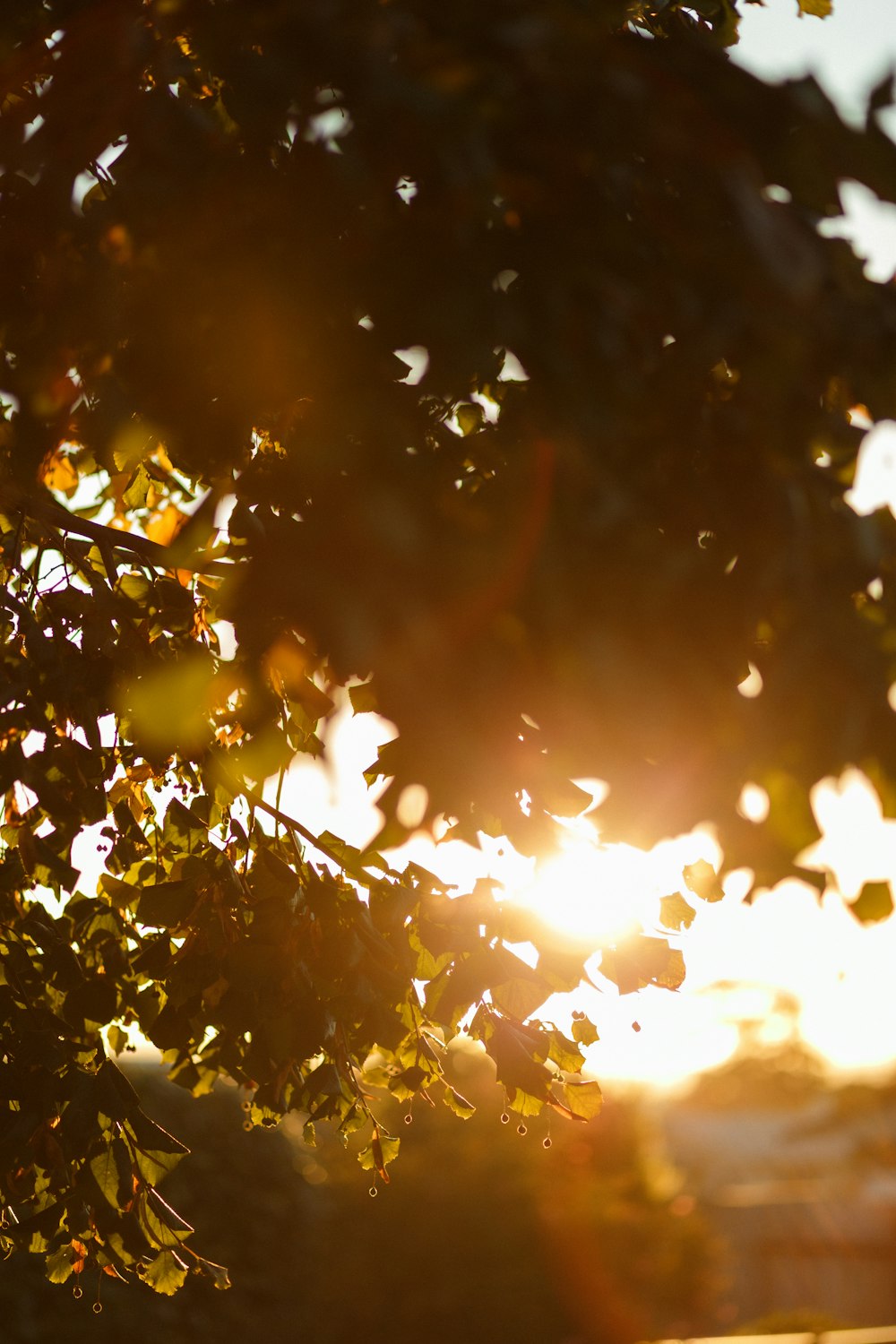 sun setting over the trees