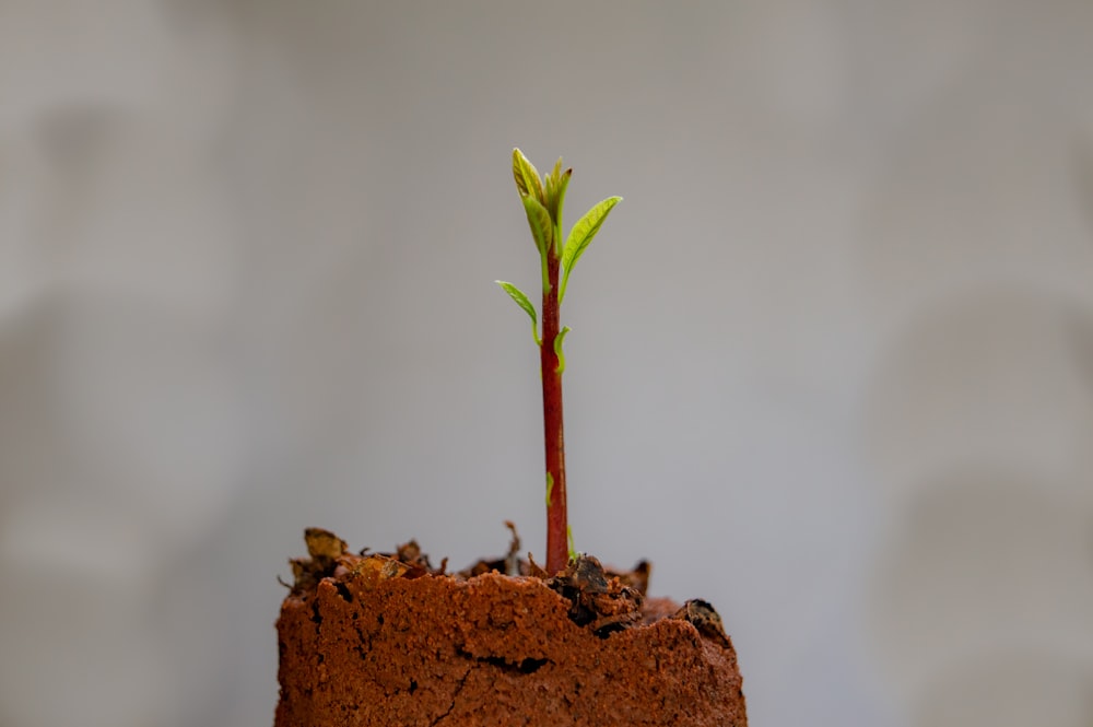 green plant on brown rock