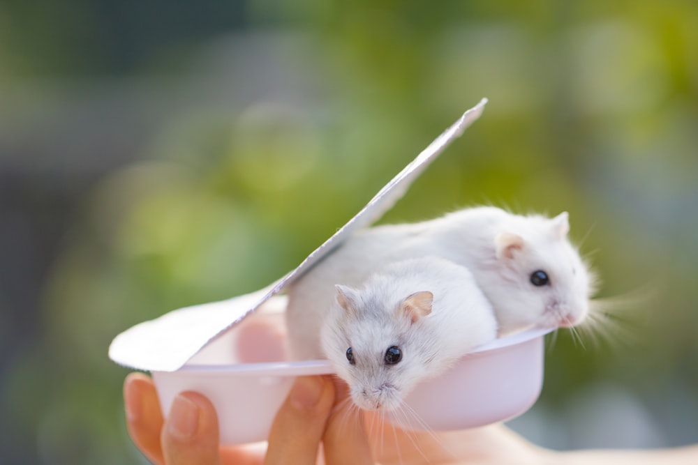 white mouse in white ceramic mug