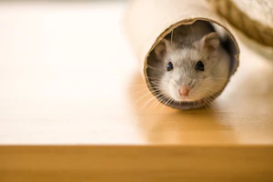 Our hamster 6