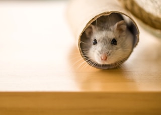 white and brown hamster in white textile