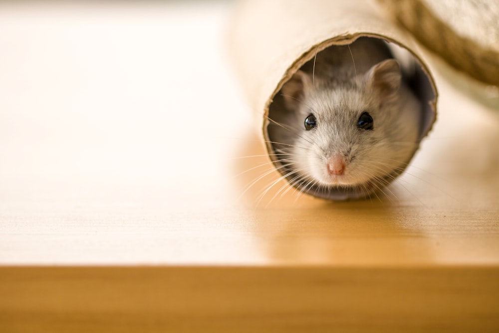 hamster blanc et brun en textile blanc