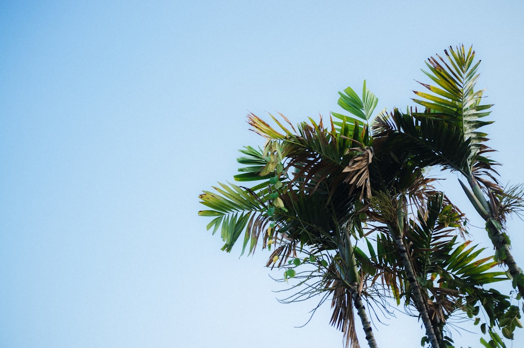 green palm tree under blue sky during daytime