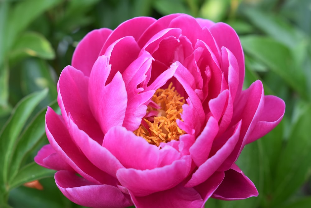 pink flower in tilt shift lens