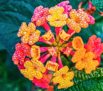 Close-up of colorful blooming flowers with dew drops in early morning light.