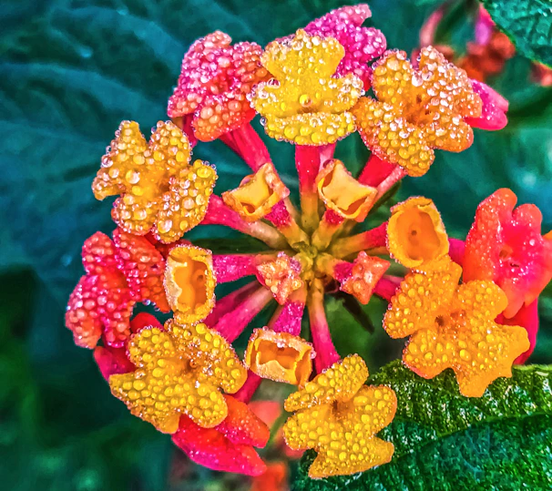A close-up shot of vibrant flowers with dewdrops sparkling in the morning light