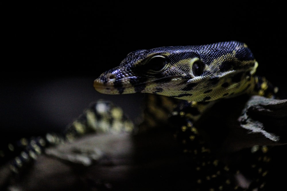 lagarto preto e branco na madeira marrom