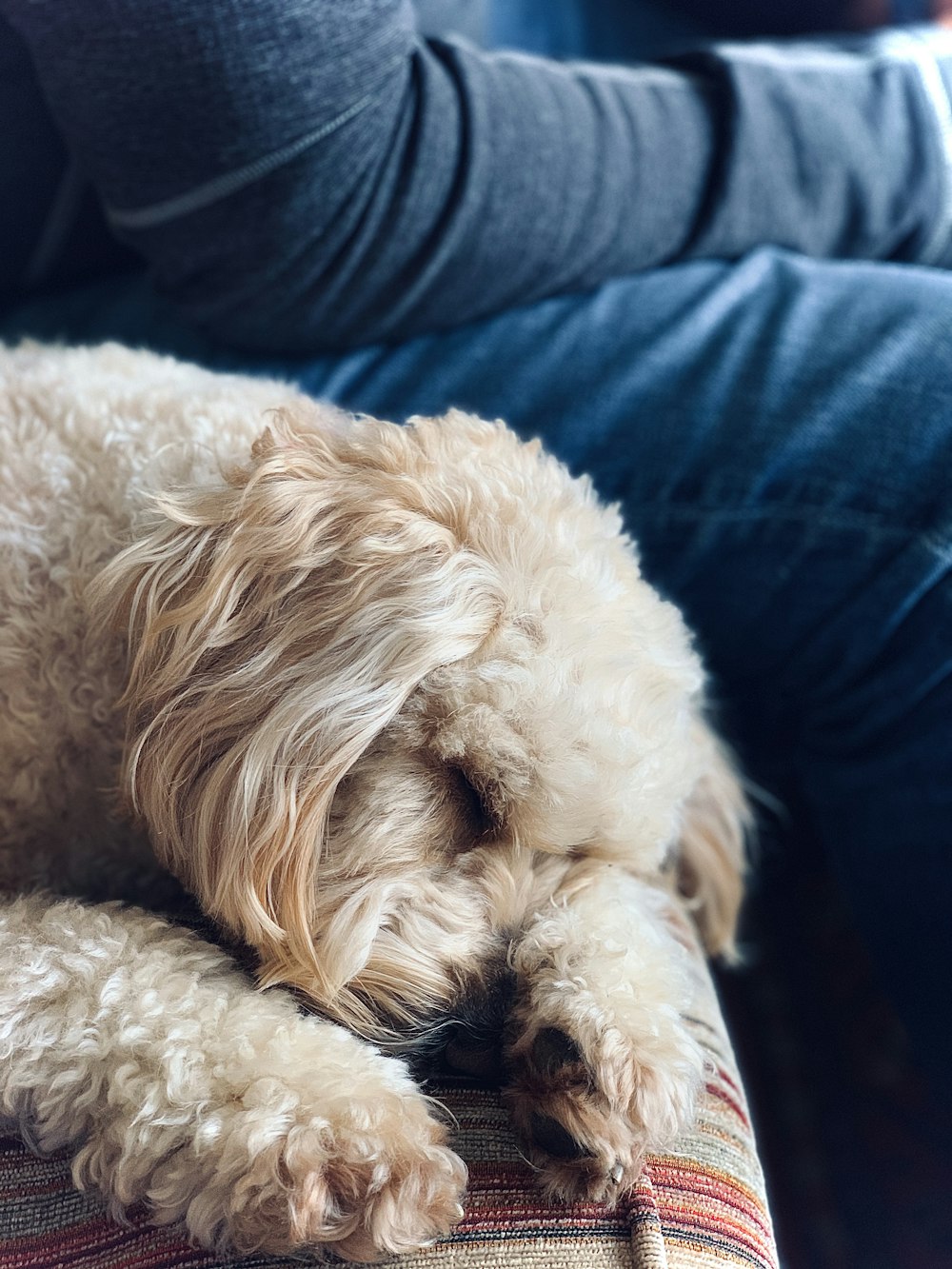 perro pequeño blanco de pelo largo acostado sobre tela azul