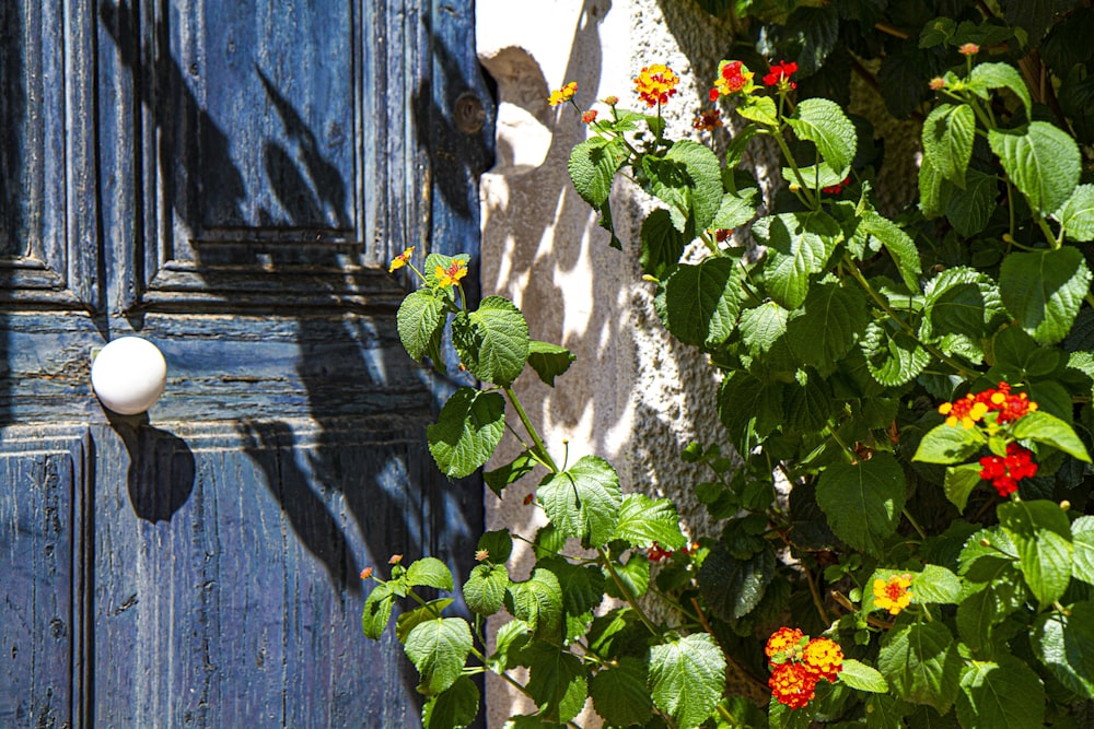 green and red plant beside blue wooden door