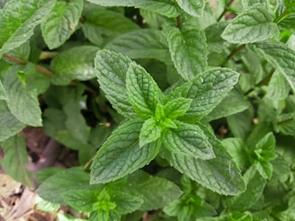 A close-up of vibrant, green mint leaves with their distinct serrated edges and textured surface. The leaves are lush and healthy, indicating a thriving plant.