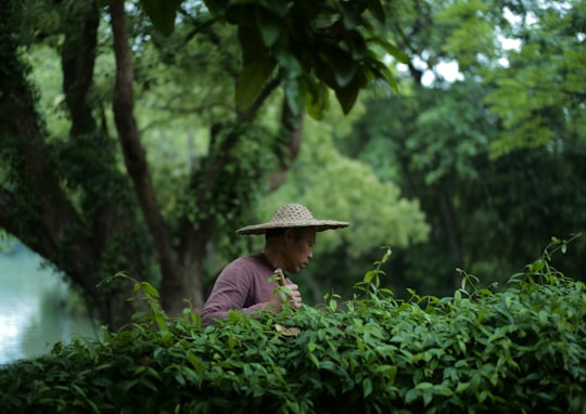 man in green long sleeve shirt wearing brown straw hat standing near green leaf plants during in Xixi National Wetland Park China