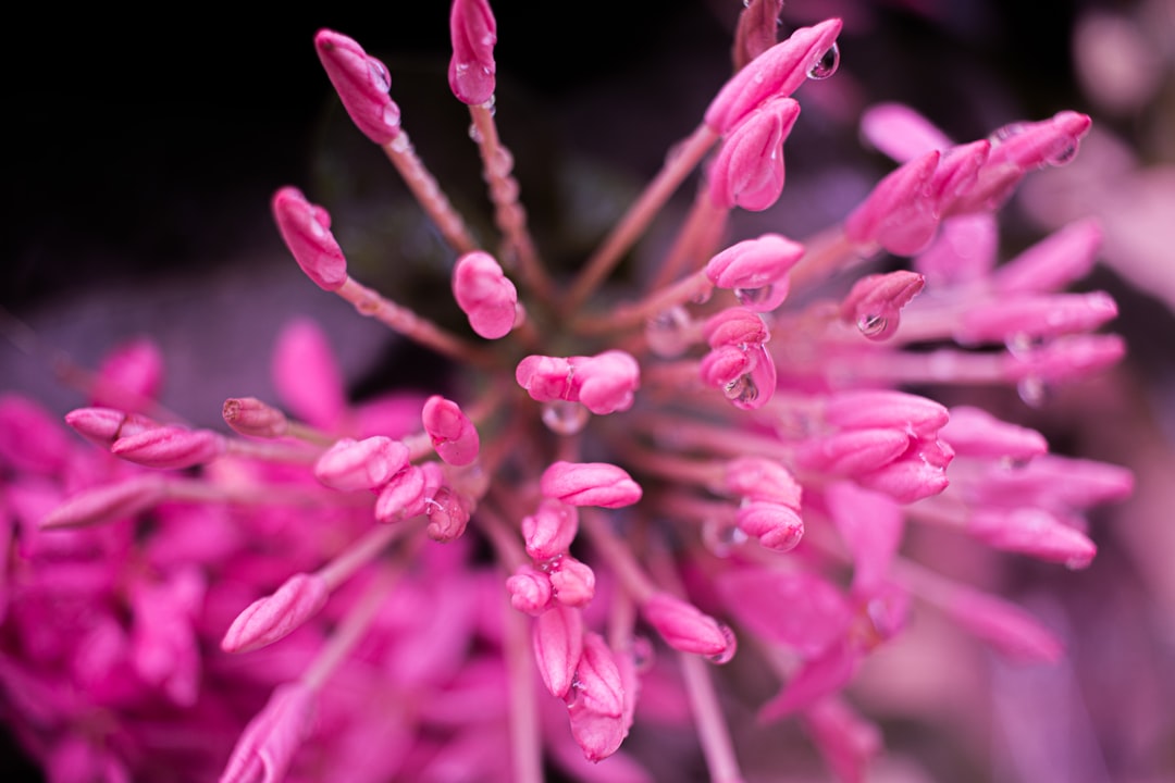 pink flower petals in close up photography