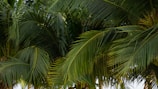 green palm tree during daytime