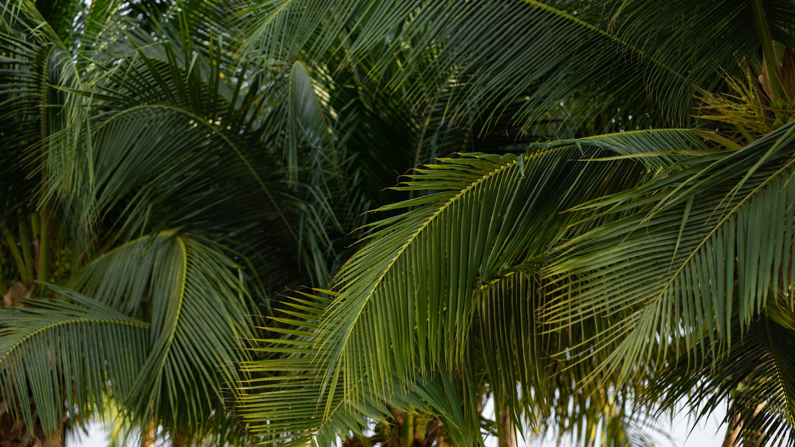 Sony a7 + Sony FE 85mm F1.8 sample photo. Green palm tree during photography