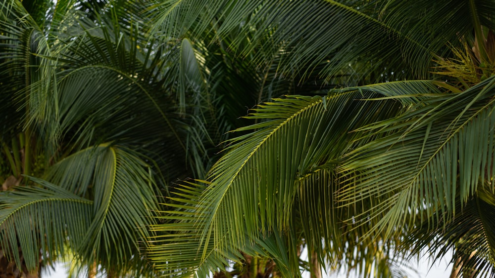 green palm tree during daytime