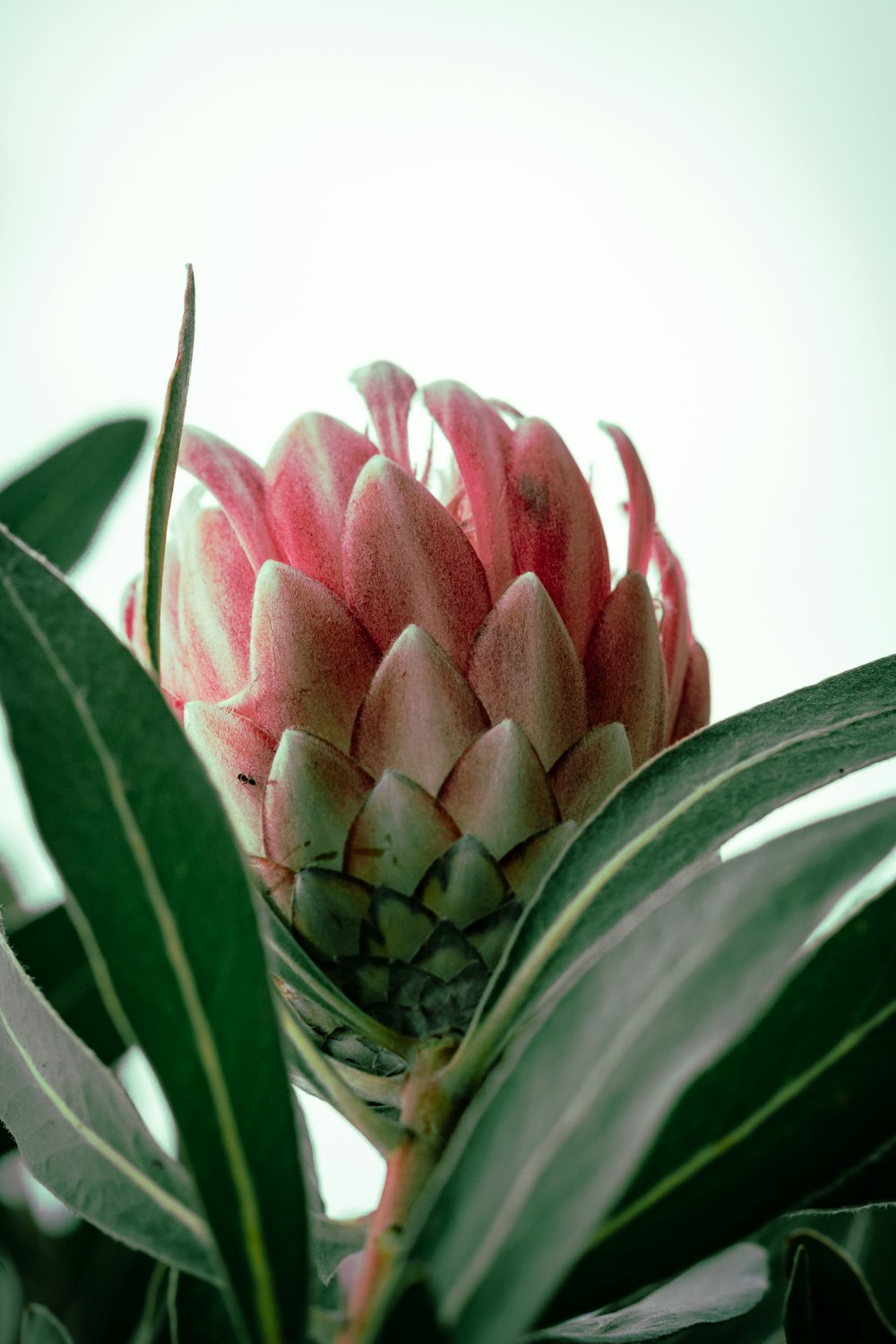 pink and green flower bud