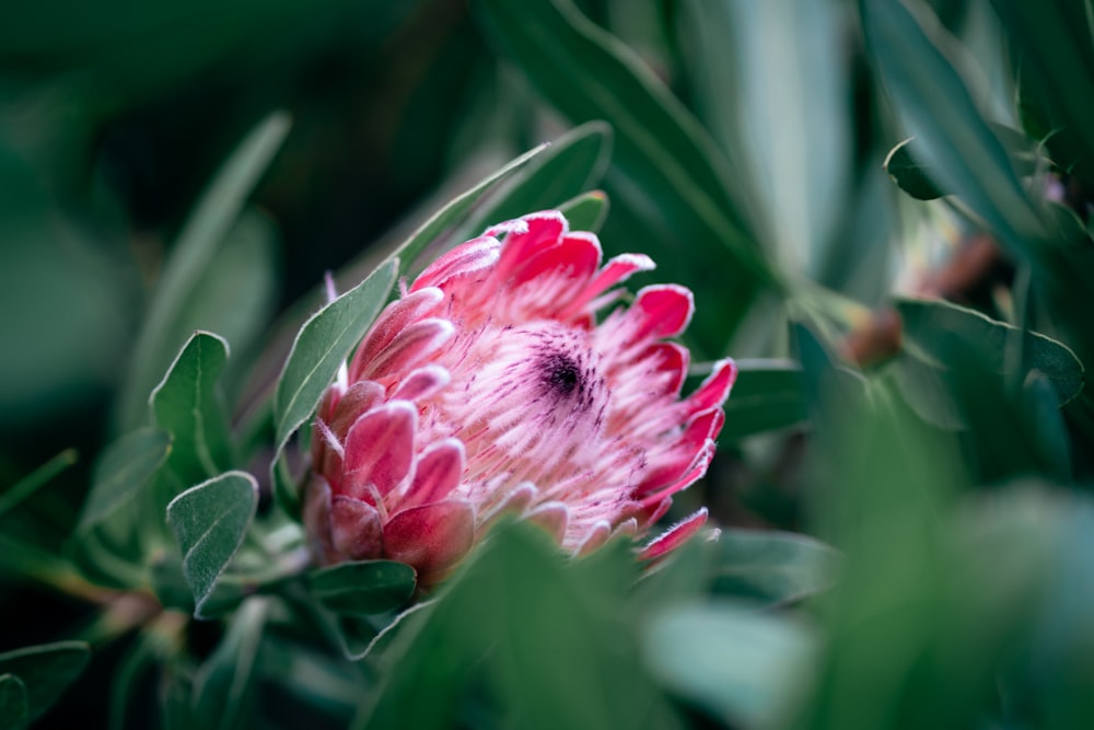 Fleur rose et blanche dans une lentille à bascule