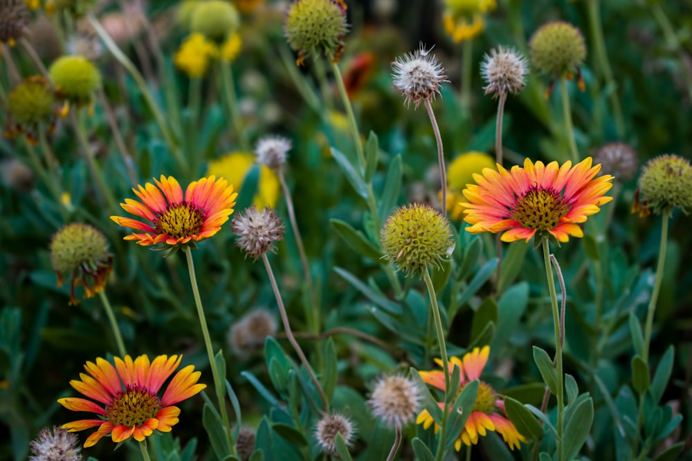 pink and yellow flowers in tilt shift lens