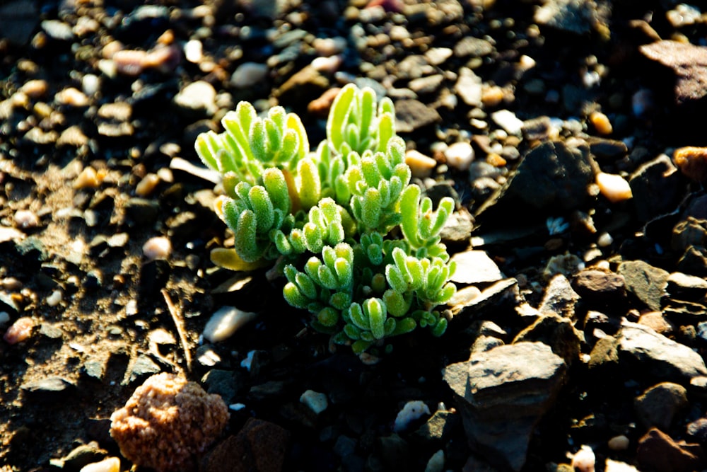green plant on brown and gray stones