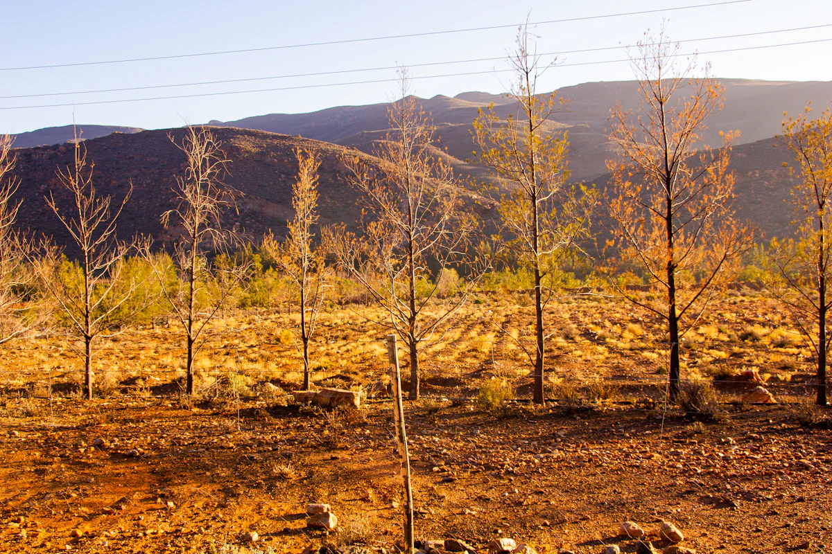 Karoo-Weinberge