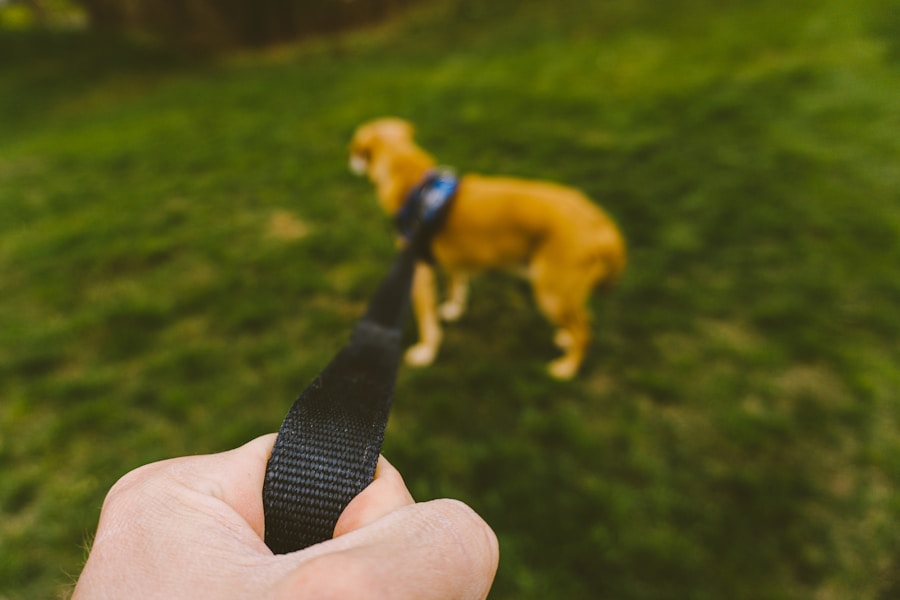 Clicker Training for Dogs: A Beginner's Complete Guide
