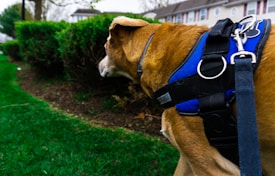 A brown dog wearing a blue and black harness is on a walk in a residential neighborhood. The setting includes neatly trimmed green grass and bushes. In the background, there are white houses with distinctively grey roofs and multiple windows.
