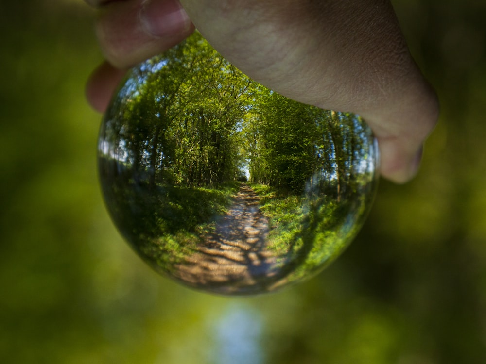 person holding green and yellow ball