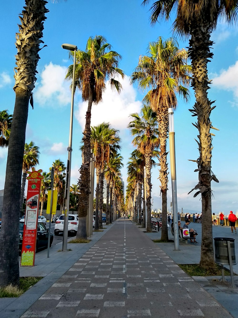 palm trees on gray concrete pathway