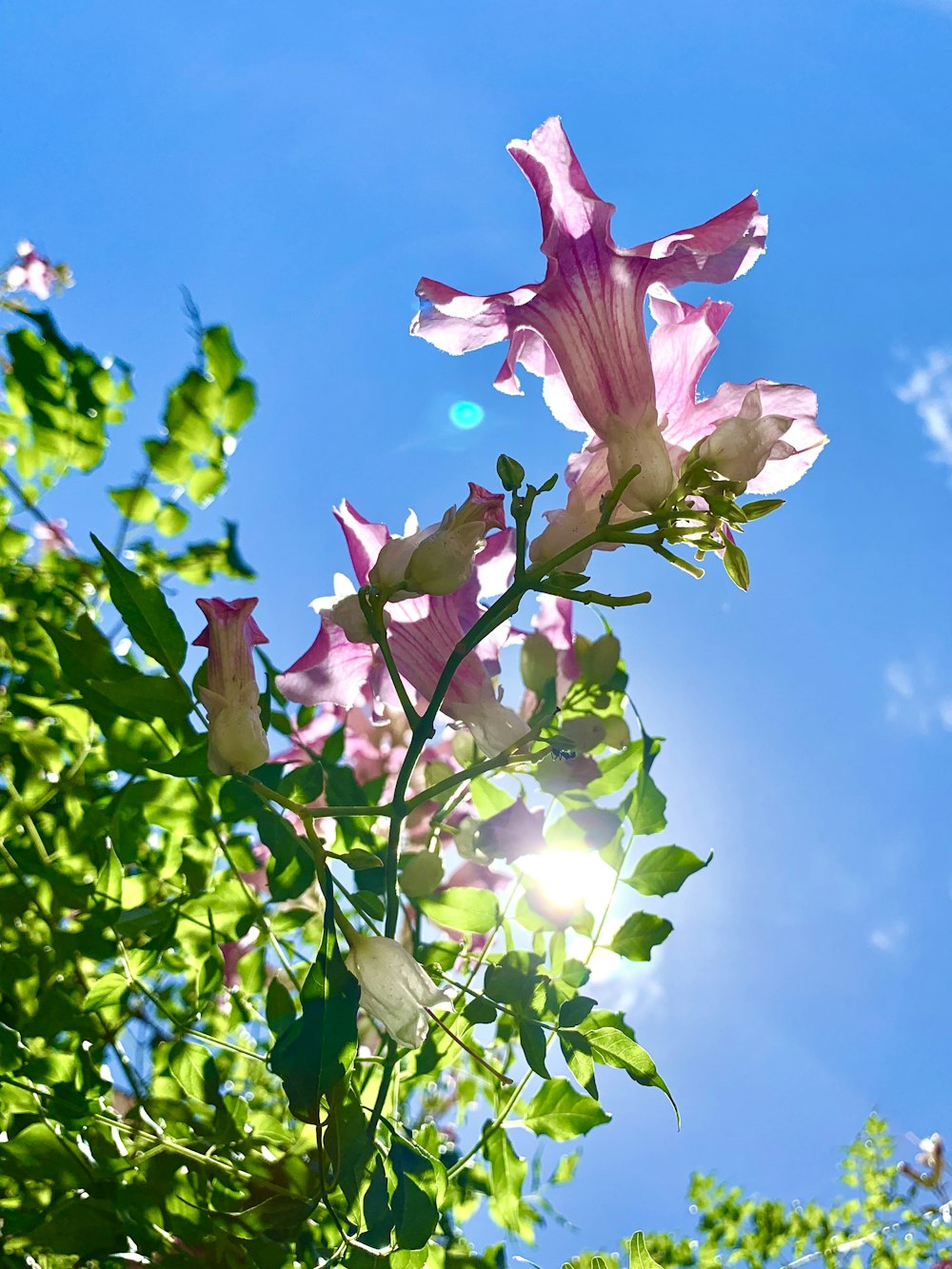 pink flower with green leaves under blue sky during daytime