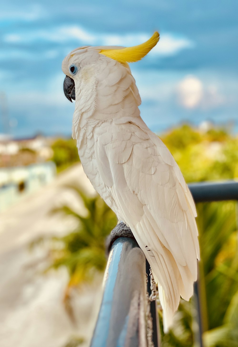 white and yellow bird on black metal bar during daytime