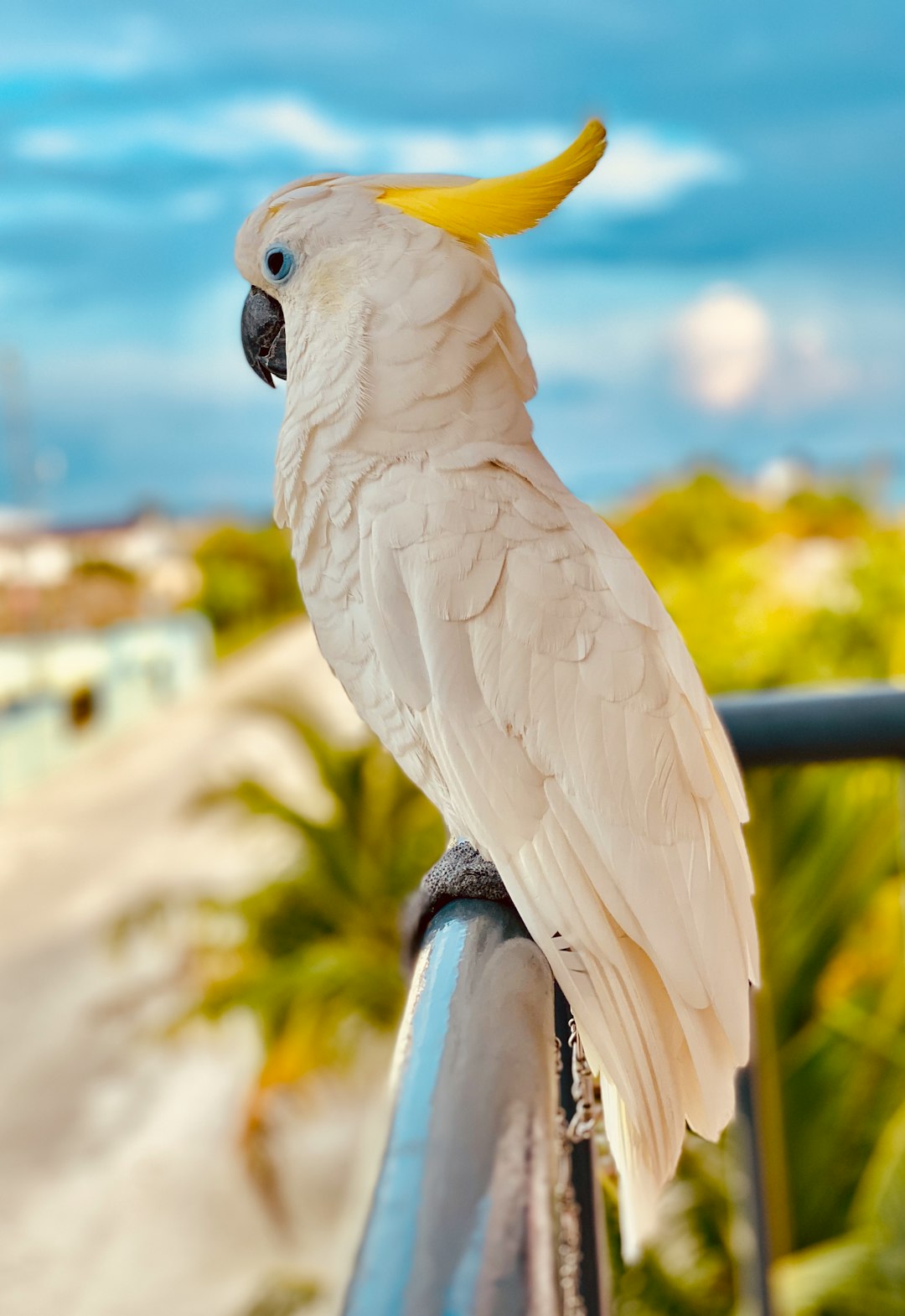  white and yellow bird on black metal bar during daytime parrot